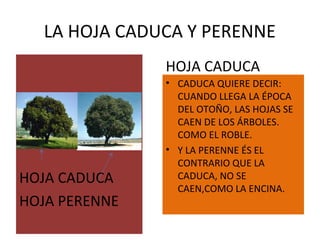LA HOJA CADUCA Y PERENNE
HOJA CADUCA
HOJA PERENNE
HOJA CADUCA
• CADUCA QUIERE DECIR:
CUANDO LLEGA LA ÉPOCA
DEL OTOÑO, LAS HOJAS SE
CAEN DE LOS ÁRBOLES.
COMO EL ROBLE.
• Y LA PERENNE ÉS EL
CONTRARIO QUE LA
CADUCA, NO SE
CAEN,COMO LA ENCINA.
 