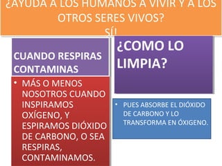 ¿AYUDA A LOS HUMANOS A VIVIR Y A LOS
OTROS SERES VIVOS?
SÍ!
¿AYUDA A LOS HUMANOS A VIVIR Y A LOS
OTROS SERES VIVOS?
SÍ!
CUANDO RESPIRAS
CONTAMINAS
CUANDO RESPIRAS
CONTAMINAS
• MÁS O MENOS
NOSOTROS CUANDO
INSPIRAMOS
OXÍGENO, Y
ESPIRAMOS DIÓXIDO
DE CARBONO, O SEA
RESPIRAS,
CONTAMINAMOS.
• MÁS O MENOS
NOSOTROS CUANDO
INSPIRAMOS
OXÍGENO, Y
ESPIRAMOS DIÓXIDO
DE CARBONO, O SEA
RESPIRAS,
CONTAMINAMOS.
¿COMO LO
LIMPIA?
¿COMO LO
LIMPIA?
• PUES ABSORBE EL DIÓXIDO
DE CARBONO Y LO
TRANSFORMA EN ÓXIGENO.
 