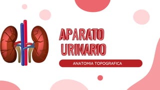 APARATO
URINARIO
ANATOMIA TOPOGRAFICA
 