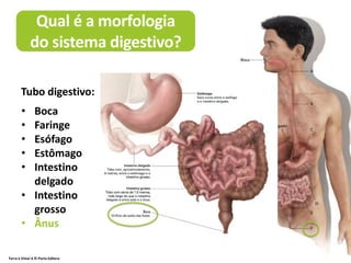 Terra à Vista! 6 © Porto Editora
Qual é a morfologia
do sistema digestivo?
• Boca
• Faringe
• Esófago
• Estômago
• Intestino
delgado
• Intestino
grosso
• Ânus
Tubo digestivo:
 