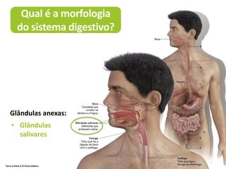 Qual é a morfologia
do sistema digestivo?
• Glândulas
salivares
Glândulas anexas:
Terra à Vista! 6 © Porto Editora
 