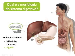 Qual é a morfologia
do sistema digestivo?
Terra à Vista! 6 © Porto Editora
• Glândulas
salivares
• Fígado
Glândulas anexas:
 