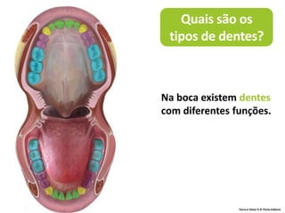 Terra à Vista! 6 © Porto Editora
Na boca existem dentes
com diferentes funções.
Quais são os
tipos de dentes?
 