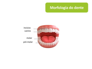 Morfologia do dente
incisivo
canino
molar
pré-molar
 