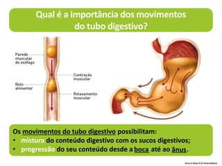 Terra à Vista! 6 © Porto Editora
Qual é a importância dos movimentos
do tubo digestivo?
Os movimentos do tubo digestivo possibilitam:
• mistura do conteúdo digestivo com os sucos digestivos;
• progressão do seu conteúdo desde a ____ até ao ____.
boca ânus
 