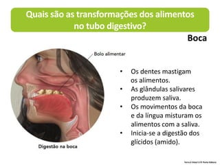 Terra à Vista! 6 © Porto Editora
Quais são as transformações dos alimentos
no tubo digestivo?
• Os dentes mastigam
os alimentos.
• As glândulas salivares
produzem saliva.
• Os movimentos da boca
e da língua misturam os
alimentos com a saliva.
• Inicia-se a digestão dos
glícidos (amido).
Boca
 