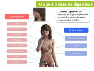 Tubo Digestivo
Órgãos Anexos
Boca
Esófago
Faringe
Estômago
Reto
Intestino grosso
Intestino delgado
Ânus
Glândulas Salivares
Fígado
Pâncreas
O Sistema Digestivo é um
conjunto de órgãos responsável
por transformar os alimentos
em nutrientes simples.
O que é o sistema digestivo?
 