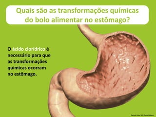 O ácido clorídrico é
necessário para que
as transformações
químicas ocorram
no estômago.
Terra à Vista! 6 © Porto Editora
Quais são as transformações químicas
do bolo alimentar no estômago?
 