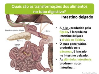 Terra à Vista! 6 © Porto Editora
• A ____, produzida pelo
fígado, é lançada no
intestino delgado
e divide os lípidos.
• O ____ __________,
produzido pelo
pâncreas, é lançado
no intestino delgado.
• As glândulas intestinais
produzem ____
_________.
bílis
suco pancreático
suco
Quais são as transformações dos alimentos
no tubo digestivo?
Intestino delgado
intestinal
 