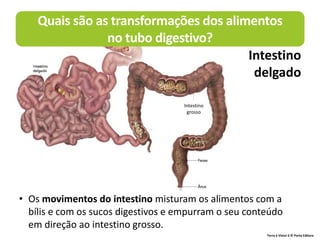 Terra à Vista! 6 © Porto Editora
• Os movimentos do intestino misturam os alimentos com a
bílis e com os sucos digestivos e empurram o seu conteúdo
em direção ao intestino grosso.
Intestino
grosso
Quais são as transformações dos alimentos
no tubo digestivo?
Intestino
delgado
 