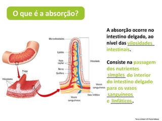 A absorção ocorre no
intestino delgado, ao
nível das __________
intestinais.
Terra à Vista! 6 © Porto Editora
O que é a absorção?
Consiste na passagem
dos nutrientes
_______ do interior
do intestino delgado
para os vasos
__________
e ________.
vilosidades
simples
sanguíneos
linfáticos
Vasos
sanguíneos
Vasos
sanguíneos
 