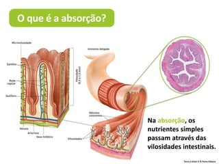 Terra à Vista! 6 © Porto Editora
Na absorção, os
nutrientes simples
passam através das
vilosidades intestinais.
O que é a absorção?
 