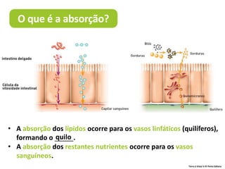 Terra à Vista! 6 © Porto Editora
• A absorção dos lípidos ocorre para os vasos linfáticos (quilíferos),
formando o _____.
• A absorção dos restantes nutrientes ocorre para os vasos
sanguíneos.
quilo
O que é a absorção?
 