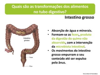 Terra à Vista! 6 © Porto Editora
• Absorção de água e minerais.
• Formam-se as fezes, produto
da digestão do quimo não
absorvido, com a intervenção
da microbiota intestinal.
• Os movimentos do intestino
grosso empurram o seu
conteúdo até ser expulso
pelo ânus.
Quais são as transformações dos alimentos
no tubo digestivo?
Intestino grosso
 