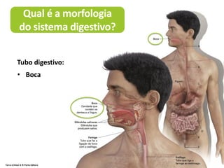 Terra à Vista! 6 © Porto Editora
Qual é a morfologia
do sistema digestivo?
• Boca
Faringe
- Esófago
- Estômago
- Intestino
delgado
- Intestino
grosso
- Ânus
Tubo digestivo:
 