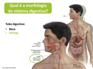 Terra à Vista! 6 © Porto Editora
Qual é a morfologia
do sistema digestivo?
• Boca
• Faringe
- Faringe
- Esófago
- Estômago
- Intestino
delgado
- Intestino
grosso
- Ânus
Tubo digestivo:
 