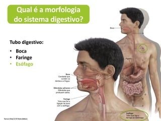 Terra à Vista! 6 © Porto Editora
Qual é a morfologia
do sistema digestivo?
• Boca
• Faringe
• Esófago
- Faringe
- Esófago
- Estômago
- Intestino
delgado
- Intestino
grosso
- Ânus
Tubo digestivo:
 