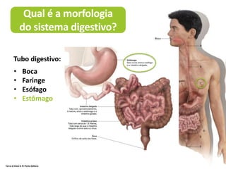 Terra à Vista! 6 © Porto Editora
Qual é a morfologia
do sistema digestivo?
• Boca
• Faringe
• Esófago
• Estômago
Tubo digestivo:
 
