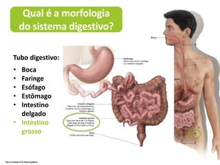 Terra à Vista! 6 © Porto Editora
Qual é a morfologia
do sistema digestivo?
• Boca
• Faringe
• Esófago
• Estômago
• Intestino
delgado
• Intestino
grosso
Tubo digestivo:
 