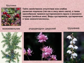 можжевельник рододендрон даурский грушанка
брусника
Тайге свойственно отсутствие или слабое
развитие подлеска (так как в лесу мало света), а также
однообразие травяно-кустарникового яруса и мохового
покрова (зелёные мхи). Виды кустарников, кустарничков
и трав немногочисленны.
 