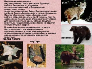 Многочисленны и широко
распространены: рысь, росомаха, бурундук,
соболь, белка и др. Из копытных
встречаются северный и Благородный
олень, лось, косуля;
многочисленны зайцы, бурозубки, грызуны: мыши,
полёвки, белки обыкновенная и летяга, бурундуки.
Из птиц обычны: глухарь, обыкновенный
рябчик, кедровка, клесты и др. В таёжном лесу по
сравнению с лесотундрой благоприятнее условия
для жизни животных. Здесь больше оседлых
животных. Нигде в мире, кроме тайги, не водится
столько пушных зверей.
В зимний период подавляющее число видов
беспозвоночных, все земноводные и
пресмыкающиеся, а также некоторые виды
млекопитающих погружаются в анабиоз и зимнюю
спячку, снижается активность ряда других
животных. росомаха
лось
белка-летяга
глухарь
рысь
 