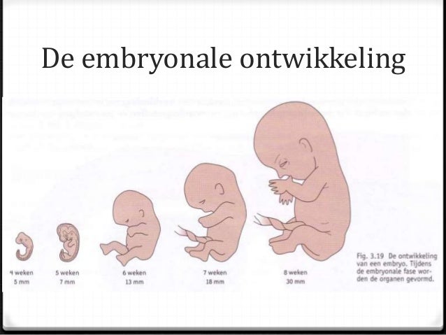 photo of 12 week old fetus photo of 12 week old fetus