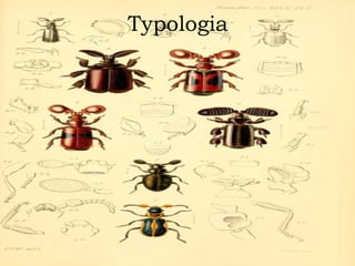 Typologia
 