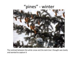 “pines” - winter

The contrast between the white snow and the dark tree I thought was lovely
and wanted to capture it

 