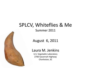 SPLCV, Whiteflies & MeSummer 2011 August  6, 2011 Laura M. Jenkins U.S. Vegetable Laboratory 2700 Savannah Highway  Charleston, SC 