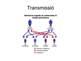 Transmissió 