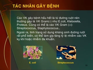 20
TAÙC NHAÂN GAÂY BEÄNH
„ Caùc VK gaây beänh haàu heát laø töø ñöôøng ruoät neân
thöôøng gaëp laø VK Gram(-) nhö E.coli, Klebsiella,
Proteus. Cuõng coù theå laø caùc VK Gram (+):
Streptococcus, Staphylococcus…
„ Ngoaøi ra, tình traïng söû duïng khaùng sinh ñöôøng ruoät
raát phoå bieán, coù theå laøm gia taêng tyû leä nhieãm caùc VK
kî khí hoaëc nhieãm ña khuaån.
E. coli Streptococcus
 