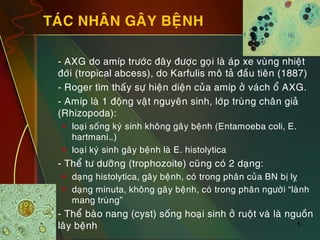 5
TAÙC NHAÂN GAÂY BEÄNH
„ - AXG do amíp tröôùc ñaây ñöôïc goïi laø aùp xe vuøng nhieät
ñôùi (tropical abcess), do Karfulis moâ taû ñaàu tieân (1887)
„ - Roger tìm thaáy söï hieän dieän cuûa amíp ôû vaùch oå AXG.
„ - Amíp laø 1 ñoäng vaät nguyeân sinh, lôùp truøng chaân giaû
(Rhizopoda):
 loaïi soáng kyù sinh khoâng gaây beänh (Entamoeba coli, E.
hartmani…)
 loaïi kyù sinh gaây beänh laø E. histolytica
„ - Theå tö döôõng (trophozoite) cuõng coù 2 daïng:
 daïng histolytica, gaây beänh, coù trong phaân cuûa BN bò lî
 daïng minuta, khoâng gaây beänh, coù trong phaân ngöôøi “laønh
mang truøng”
„ - Theå baøo nang (cyst) soáng hoaïi sinh ôû ruoät vaø laø nguoàn
laây beänh
 