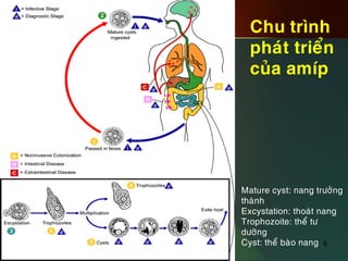 6
Chu trình
phaùt trieån
cuûa amíp
Mature cyst: nang tröôûng
thaønh
Excystation: thoaùt nang
Trophozoite: theå tö
döôõng
Cyst: theå baøo nang 6
 