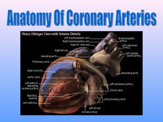 194 anatomy and function of the coronary arteries | PPT