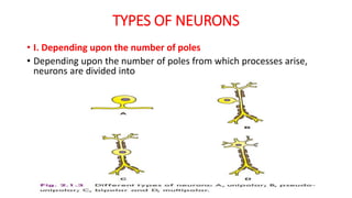 TYPES OF NEURONS
• I. Depending upon the number of poles
• Depending upon the number of poles from which processes arise,
...