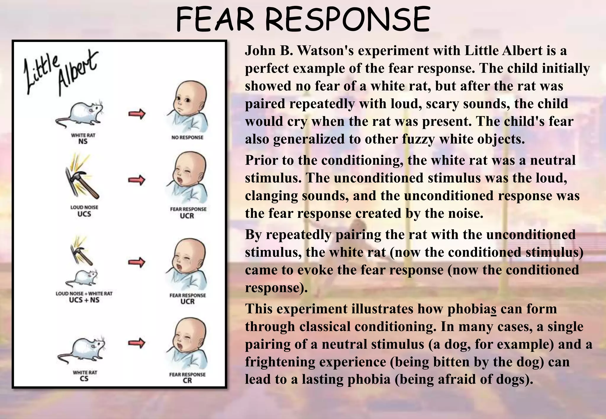 FEAR RESPONSE
John B. Watson's experiment with Little Albert is a
perfect example of the fear response. The child initially
showed no fear of a white rat, but after the rat was
paired repeatedly with loud, scary sounds, the child
would cry when the rat was present. The child's fear
also generalized to other fuzzy white objects.
Prior to the conditioning, the white rat was a neutral
stimulus. The unconditioned stimulus was the loud,
clanging sounds, and the unconditioned response was
the fear response created by the noise.
By repeatedly pairing the rat with the unconditioned
stimulus, the white rat (now the conditioned stimulus)
came to evoke the fear response (now the conditioned
response).
This experiment illustrates how phobias can form
through classical conditioning. In many cases, a single
pairing of a neutral stimulus (a dog, for example) and a
frightening experience (being bitten by the dog) can
lead to a lasting phobia (being afraid of dogs).
 