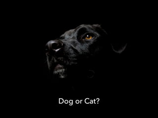 Dog or Cat?
 