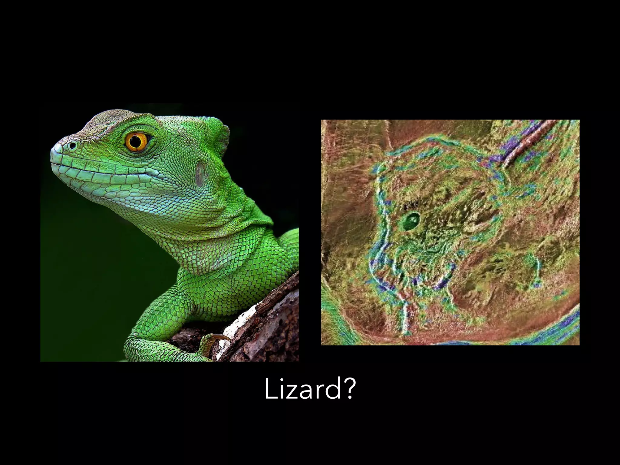 Lizard?
 