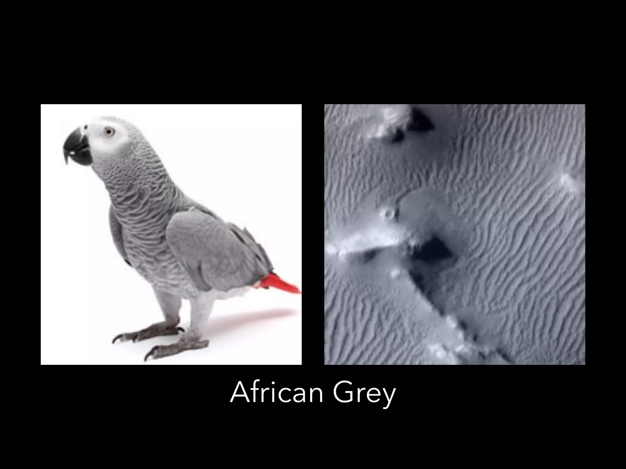 African Grey
 