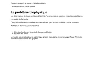 Regardons ce qu'il se passe à l'échelle cellulaire: 
L'apoptose dans la cellule vivante 
Le problème biophysique 
Les déformations du tissus sont dues à l'activité d'un ensemble de protéines intra et extra cellulaires. 
Le modèle de Farhadifar 
Ces protéines forment un maillage entre les cellules, que l'on peut modéliser comme un réseau 
Architecture du réseau pour une cellule 
Minimiser localement l'énergie à chaque modification 
Équilibre des forces 
Le modèle est donc basé sur la bibliothèque graph_tool écrite et maintenue par Tiago P. Peixoto, 
permettant de manipuler des graphes. 
 