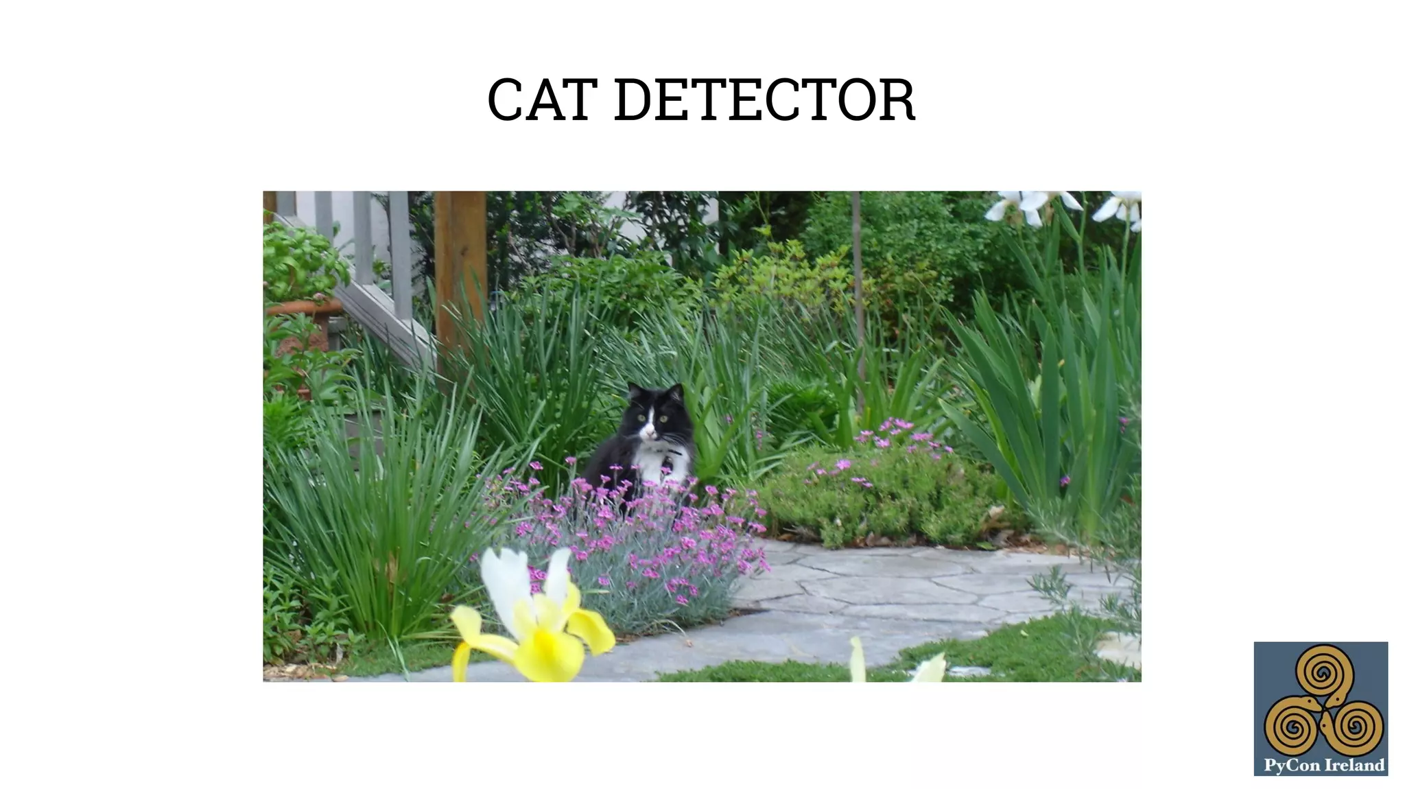 CAT DETECTOR 
 