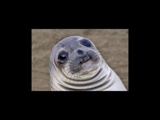 (아마도) 당신이 상상할 수 있는 모든 기능
new_user_workflow = (create_user.s() | group(
import_contacts.s(),
send_welcome_email.s())
)
new_user_workflow.delay(username='artv',
first='Art',
last='Vandelay',
email='art@vandelay.com')
 