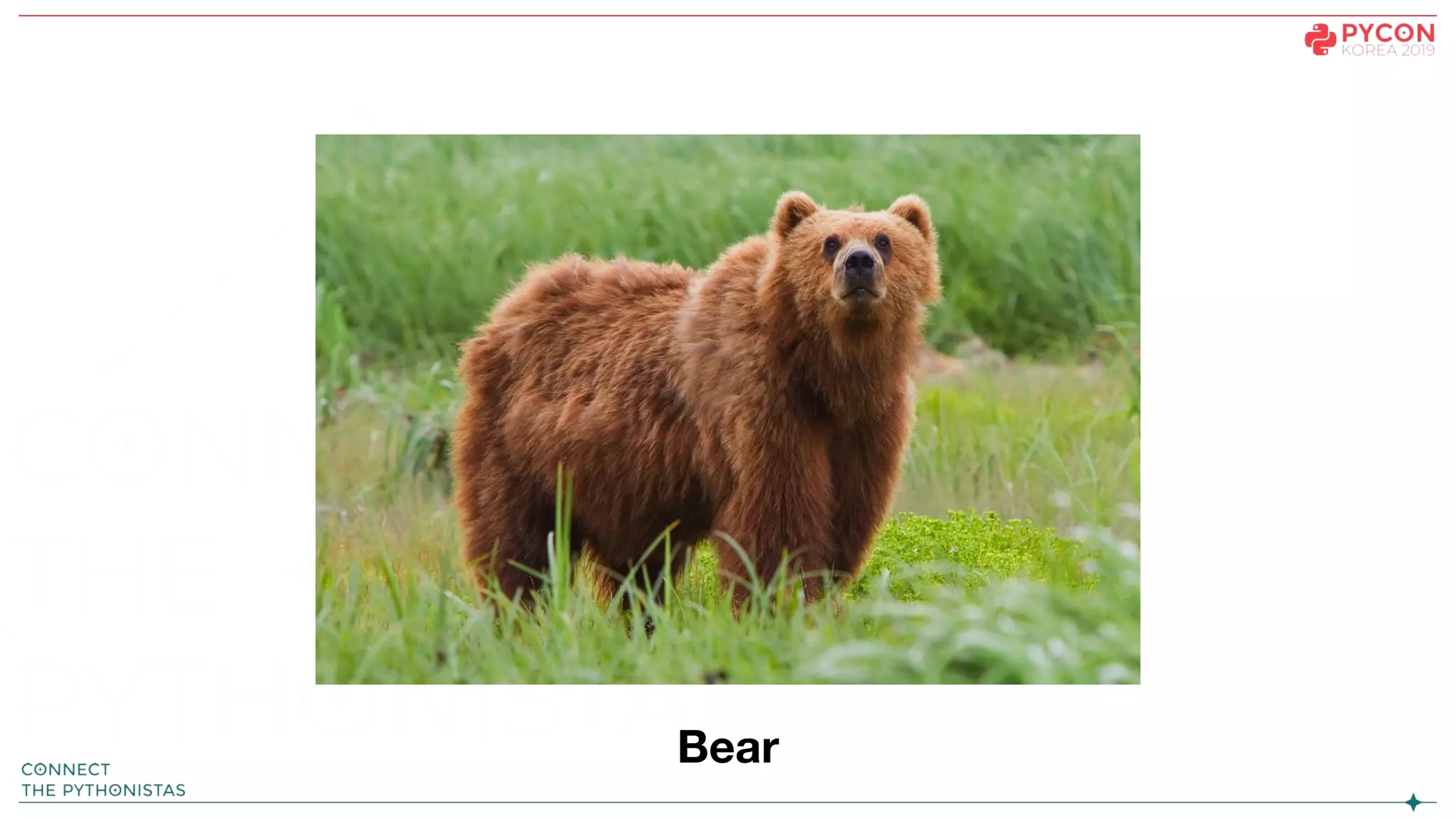 Bear
 