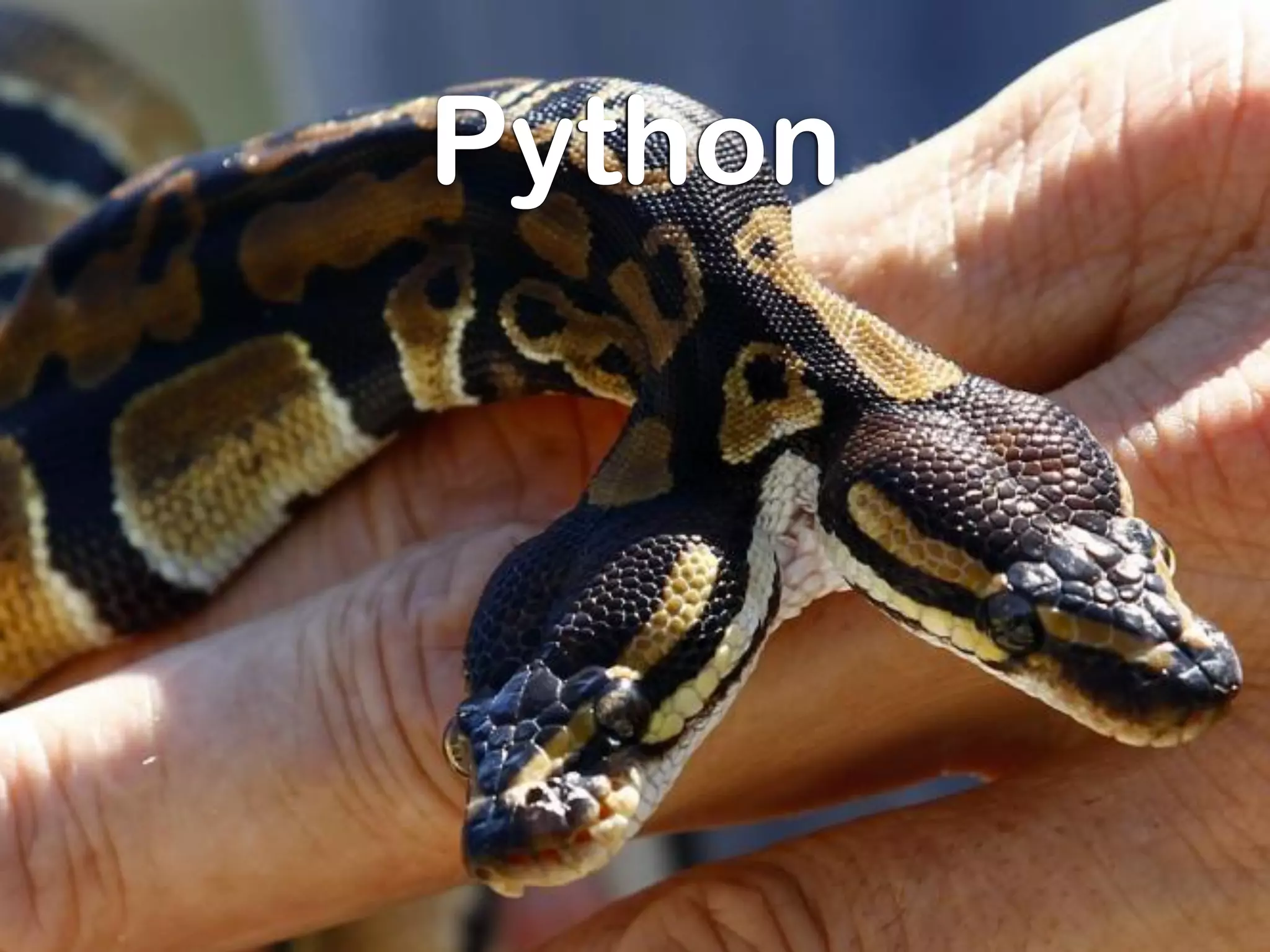 Python
 