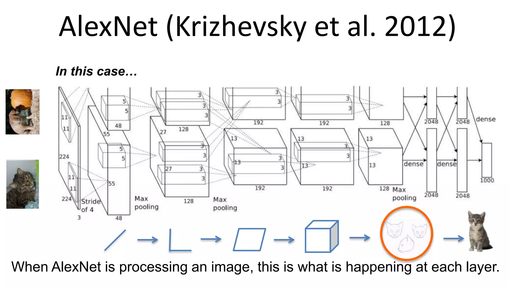 AlexNet (Krizhevsky et al. 2012)
When AlexNet is processing an image, this is what is happening at each layer.
In this case…
 