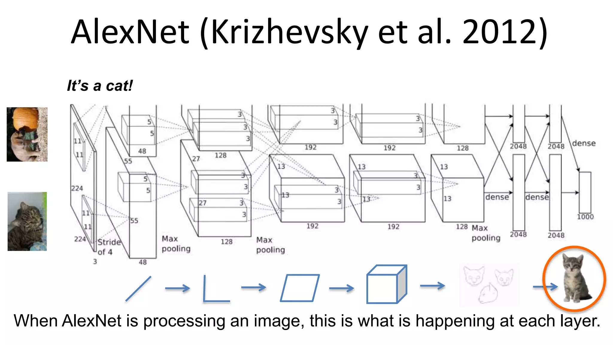 AlexNet (Krizhevsky et al. 2012)
When AlexNet is processing an image, this is what is happening at each layer.
It’s a cat!
 