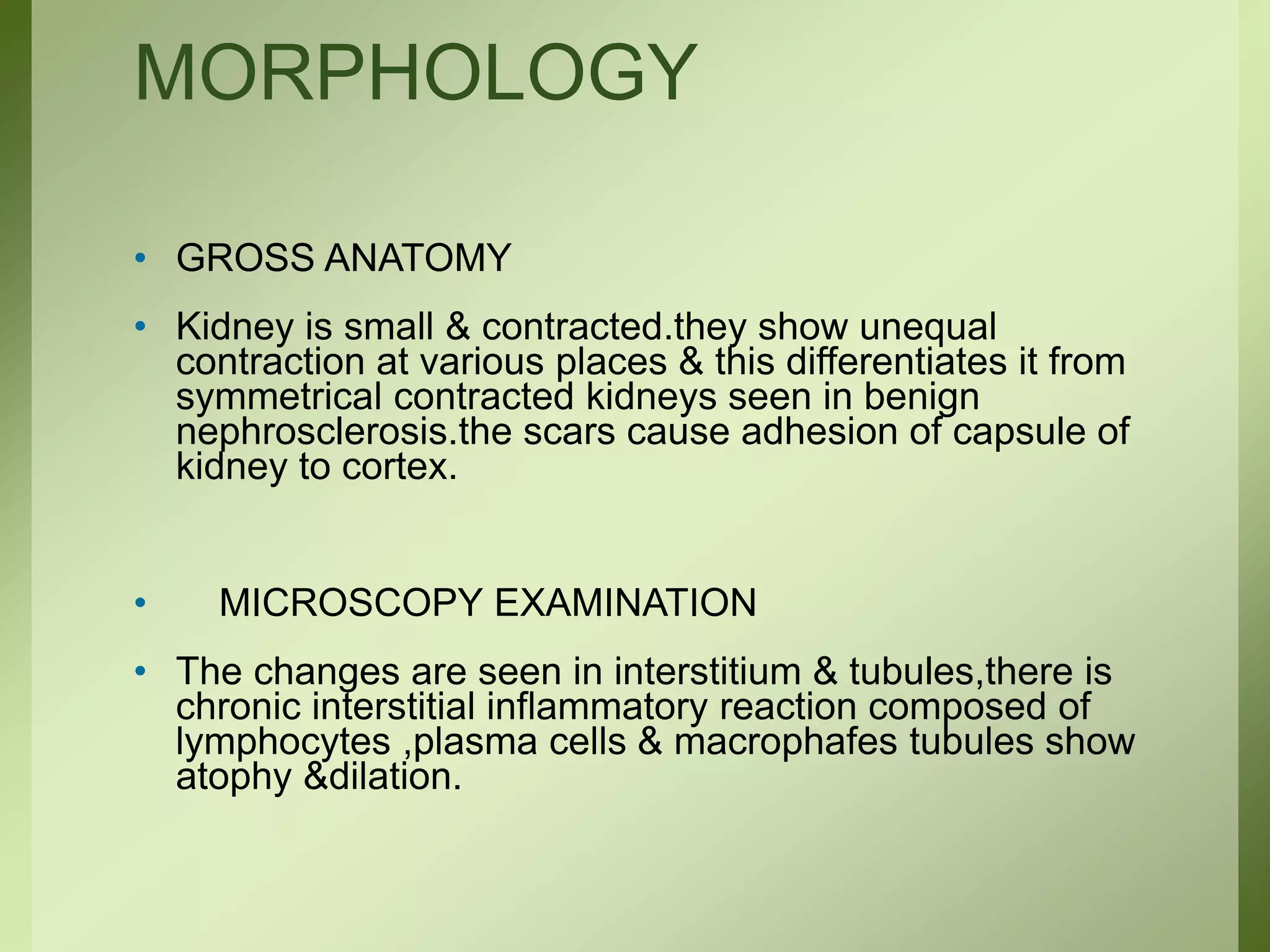 MORPHOLOGY
• GROSS ANATOMY
• Kidney is small & contracted.they show unequal
contraction at various places & this differentiates it from
symmetrical contracted kidneys seen in benign
nephrosclerosis.the scars cause adhesion of capsule of
kidney to cortex.
• MICROSCOPY EXAMINATION
• The changes are seen in interstitium & tubules,there is
chronic interstitial inflammatory reaction composed of
lymphocytes ,plasma cells & macrophafes tubules show
atophy &dilation.
 