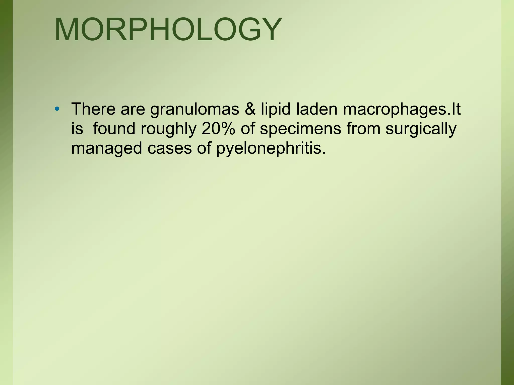 MORPHOLOGY
• There are granulomas & lipid laden macrophages.It
is found roughly 20% of specimens from surgically
managed cases of pyelonephritis.
 