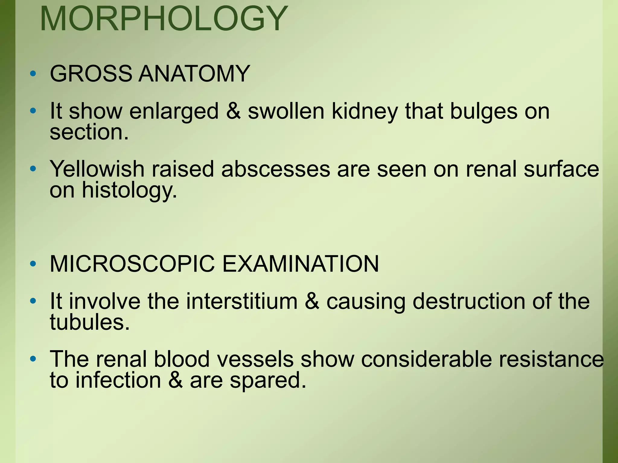 MORPHOLOGY
• GROSS ANATOMY
• It show enlarged & swollen kidney that bulges on
section.
• Yellowish raised abscesses are seen on renal surface
on histology.
• MICROSCOPIC EXAMINATION
• It involve the interstitium & causing destruction of the
tubules.
• The renal blood vessels show considerable resistance
to infection & are spared.
 