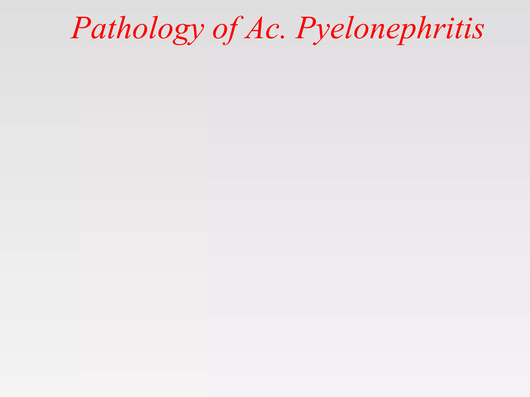 Pathology of Ac. Pyelonephritis
 